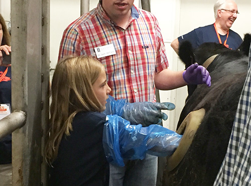 Rayna Brunk sticks her arm inside a cow's stomach. (Photo courtesy of Barbara Shearer.)