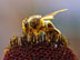 Honeybee (Apis mellifera) collecting pollen.