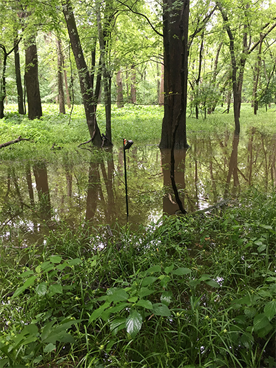 A small swamp in the woods where Estrada did her research on turtles.