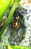 Charismatic Neotropical Poison Frogs