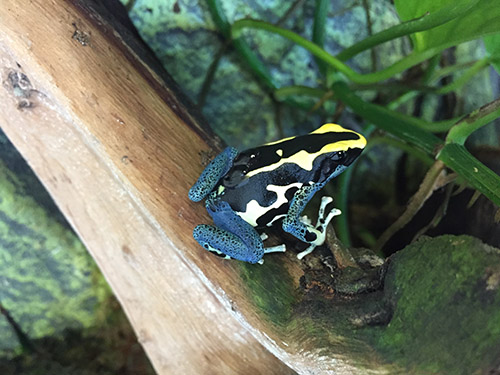 Charismatic Neotropical Poison Frogs. (Images courtesy of Eva Fischer.)