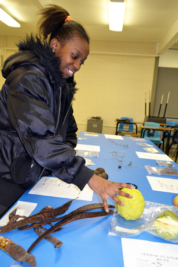 A middle-schooler examines a hedge apple in the exhibit about how seeds are scattered.