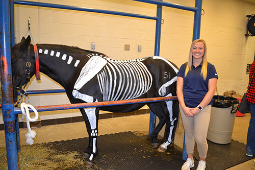 Hannah Miller, an Illinois Vet Med student, with Lucy, the horse, who is demonstrating a horse’s skeletal system to Open House visitors.