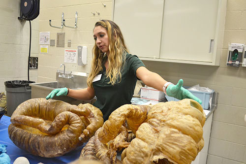 Vet Med student Hailey Houdek explains to open house visitors about Horses’ intestines.