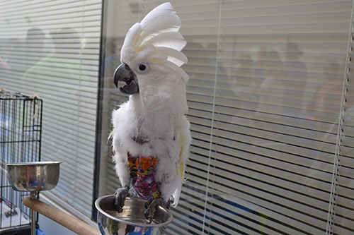 JayCee the Cockatoo.