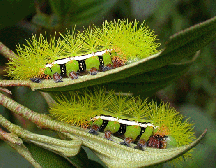 Automeris