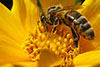 photo courtesy of http://indianapublicmedia.org/eartheats/usda-discovers-honey-bee-deaths/ 