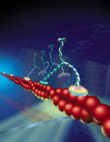 Image of how a cell's biomolecular motor moves. (Illustration by PrecisionGraphics.com)
