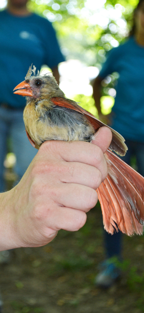 Female cardinal that has just been banded during the Prairie Research Institute Science Camp.