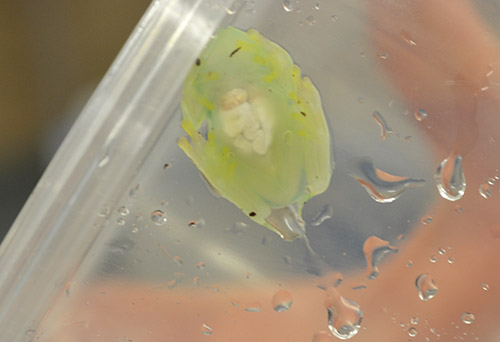 One of Fischer's glass frogs, so named because they're practically transparent. For instance, the white mass in the center is its digestive system; the smaller beige mass just above that is its heart.