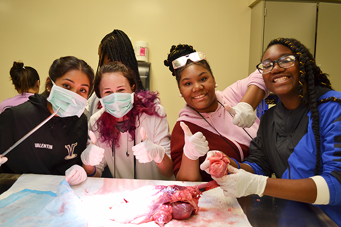 GAMES campaers find out a bit about what being a surgeon might be like as they get up close and personal with a pig's heart and lungs.