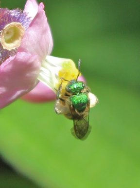 halictid (sweat bee)