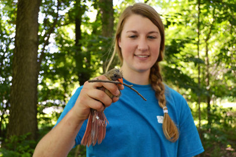 Allison Moran holds a female cardinal who has a stick tightly clamped in its beak to ensure that it doesn't clamp onto her finger.